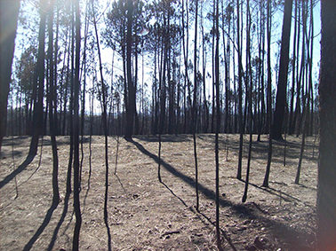 floresta v.f.1